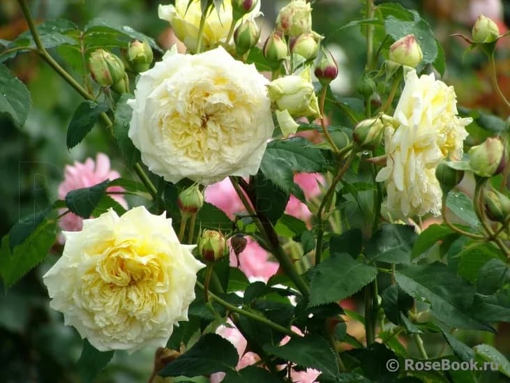 Фото 2