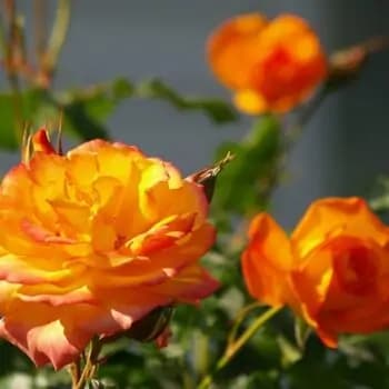 Фото 2
