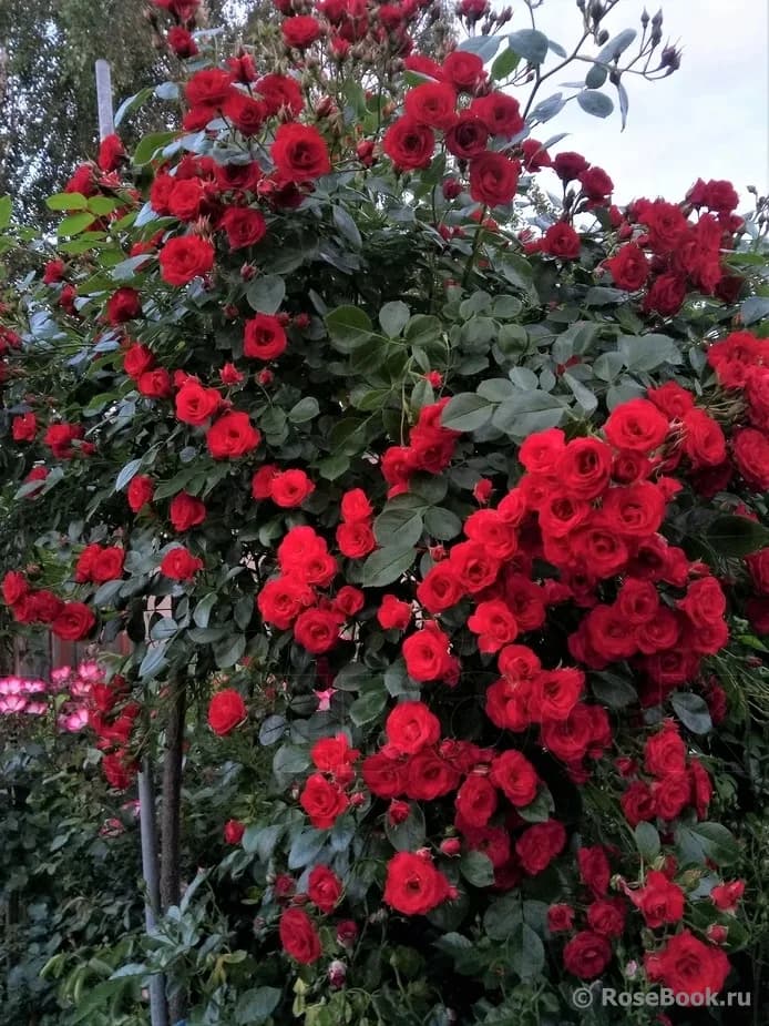 Фото 2