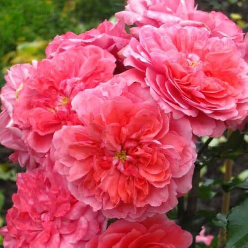 Фото 2