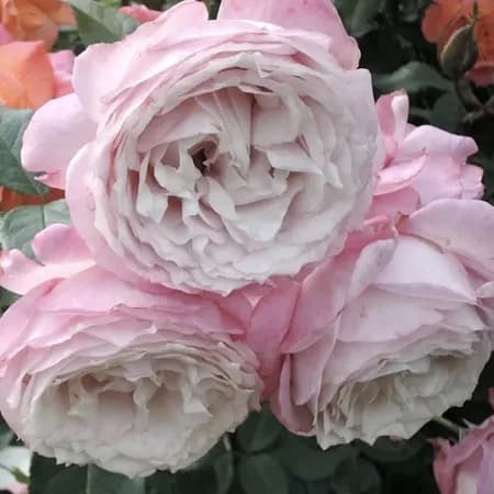 Фото 2