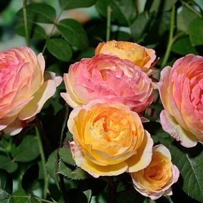 Фото 3