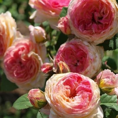 Фото 4
