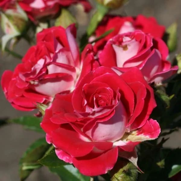 Фото 2