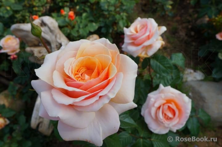 Фото 2