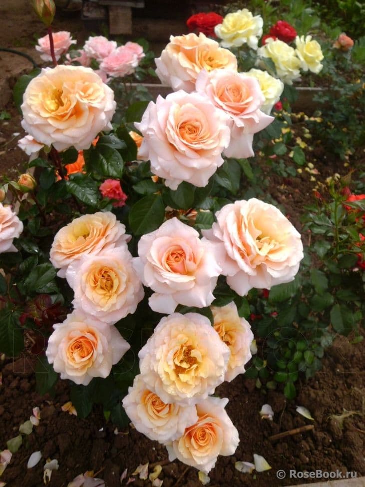 Фото 3