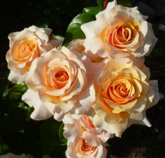 Фото 4