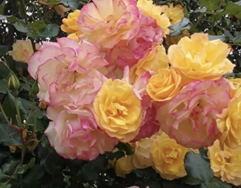 Фото 3