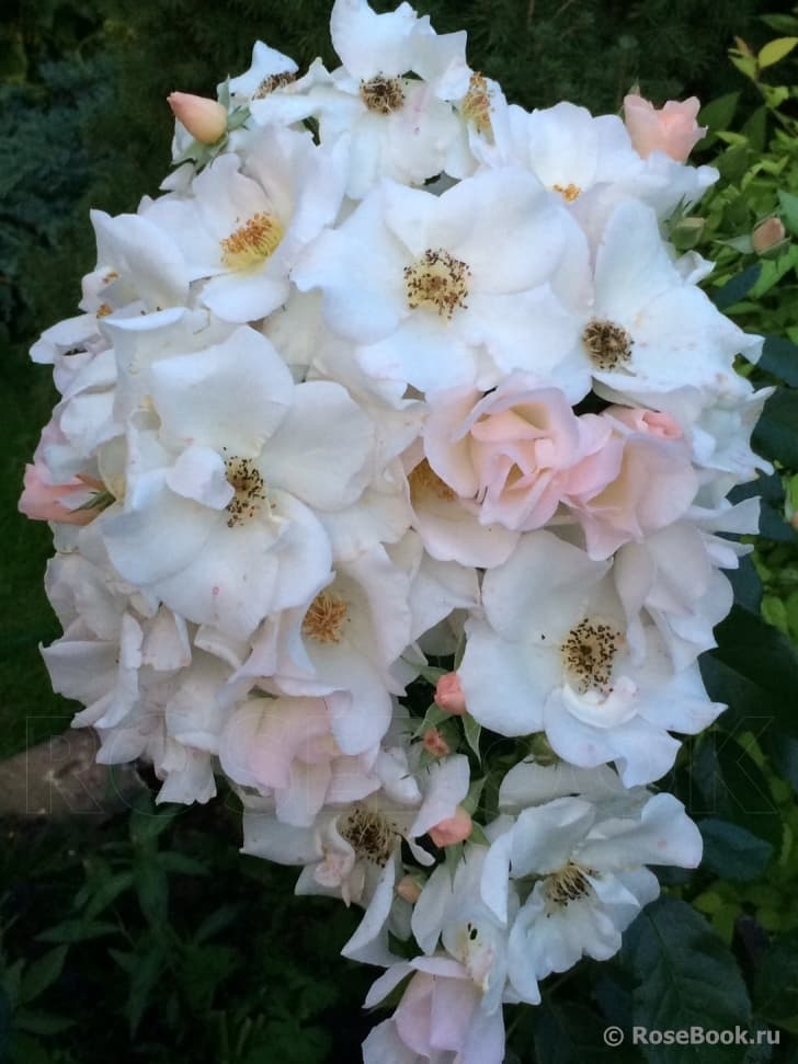 Фото 2