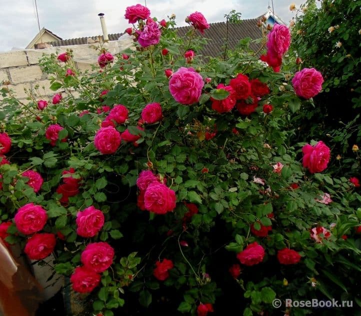Фото 4