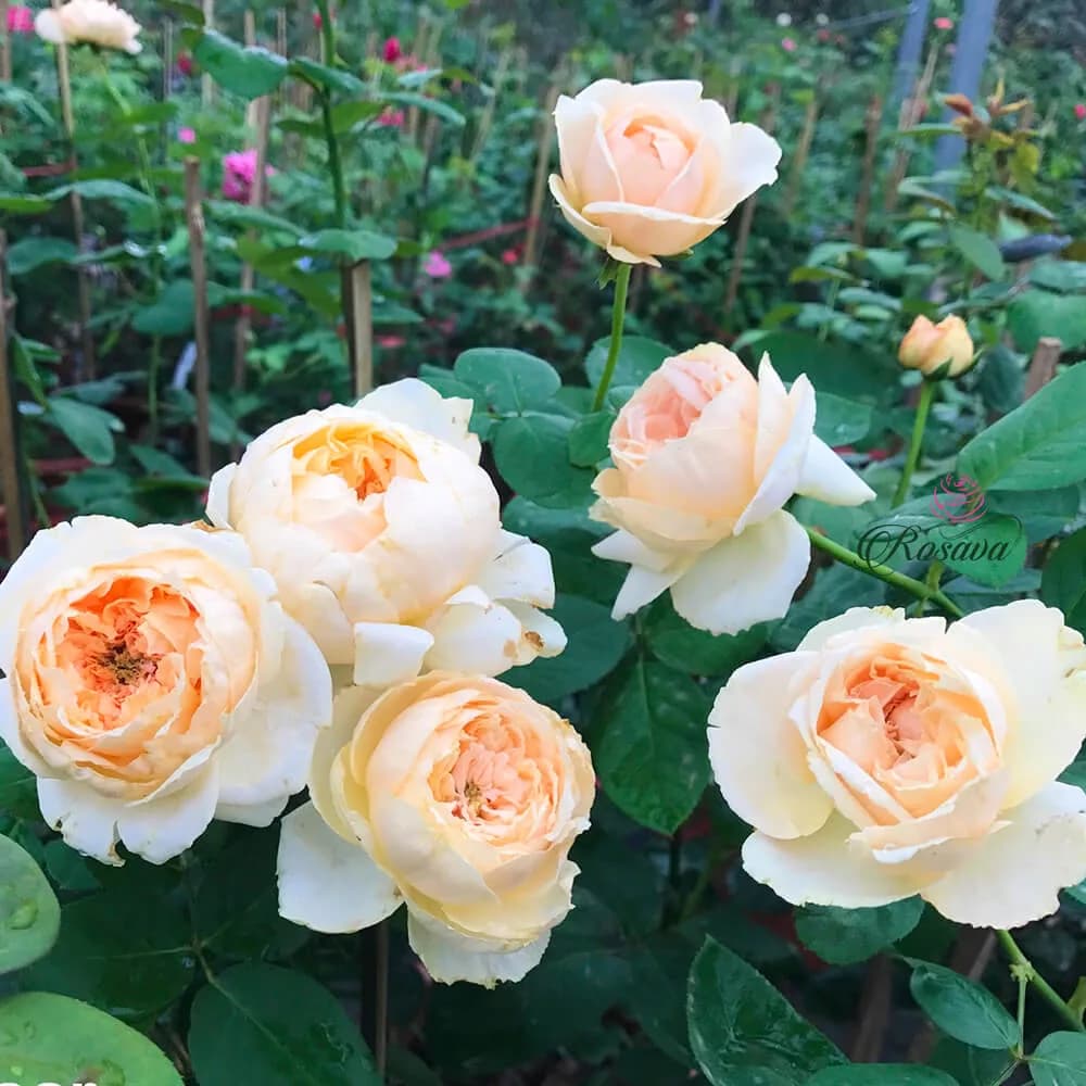 Фото 4