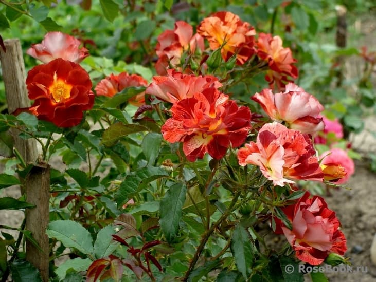 Фото 2