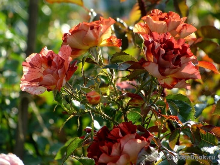 Фото 3