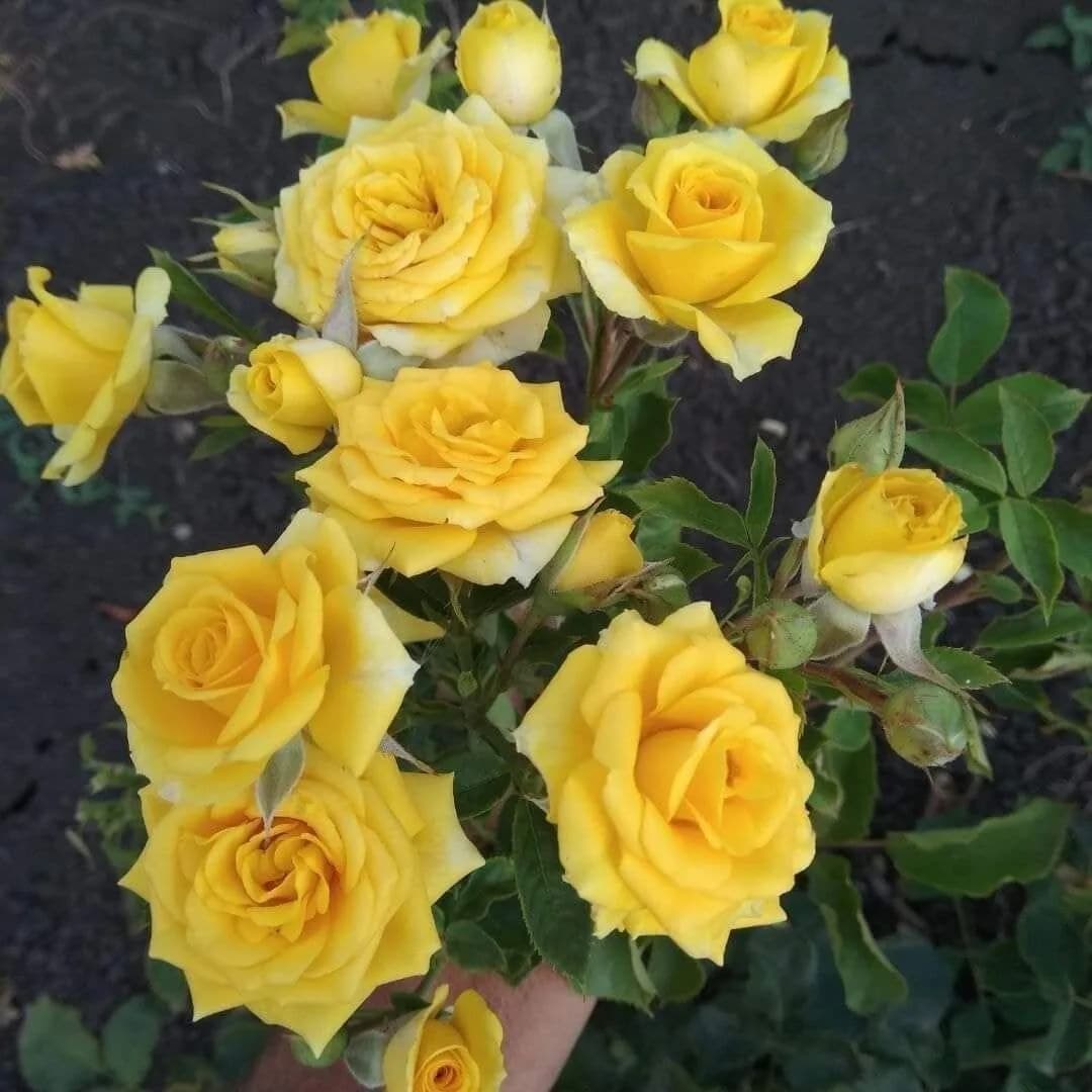 Фото 4