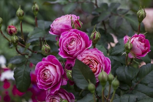 Фото 2