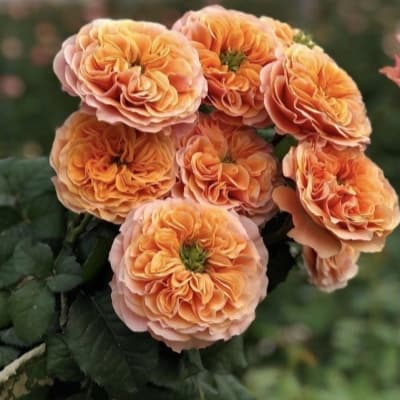 Фото 2