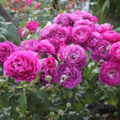 Фото 3