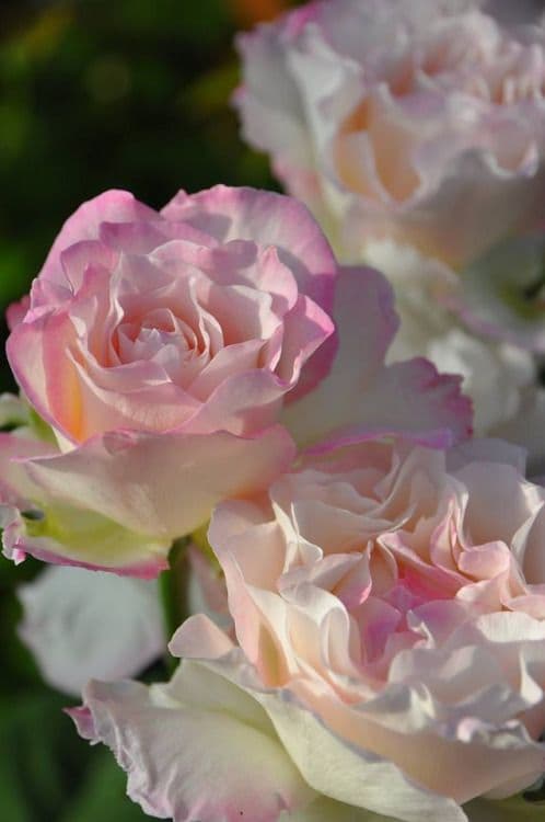 Фото 3