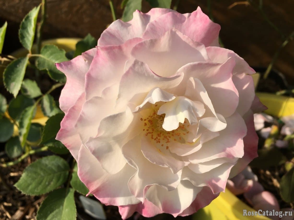 Фото 4