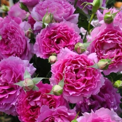 Фото 3