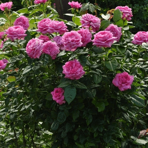 Фото 2