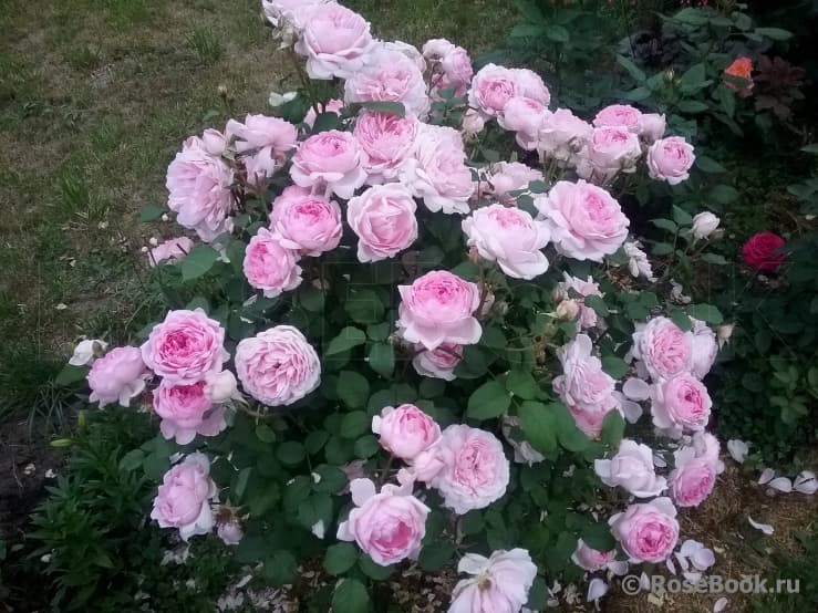 Фото 4