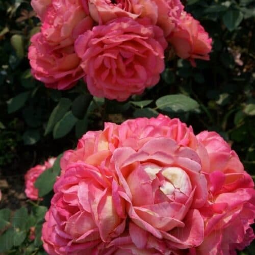 Фото 2