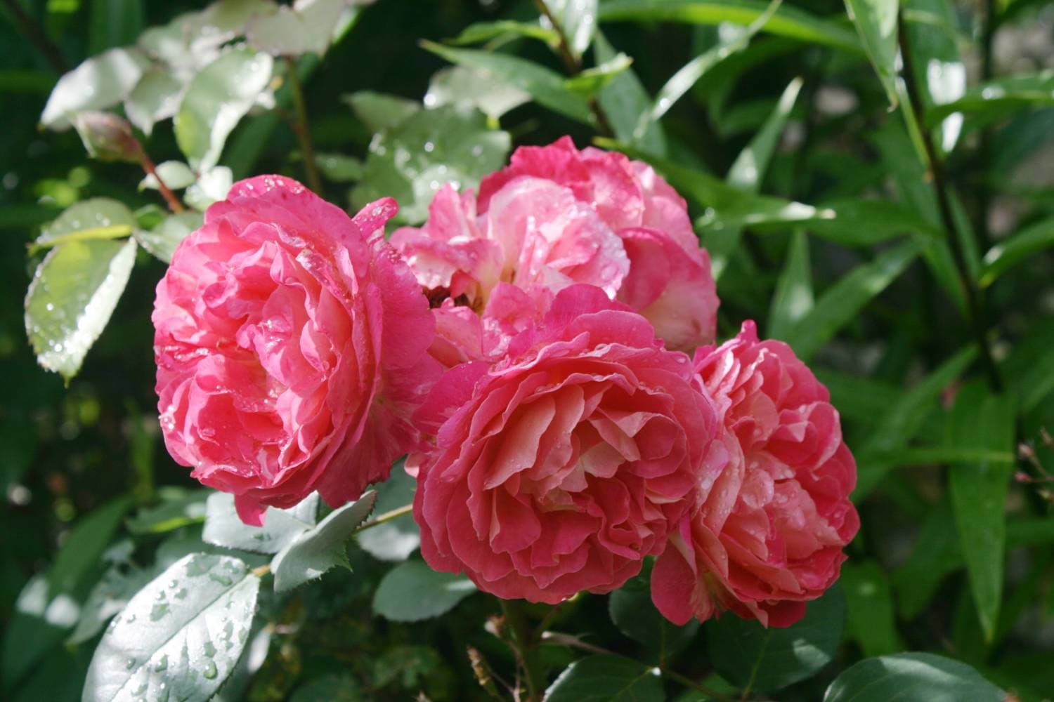 Фото 3