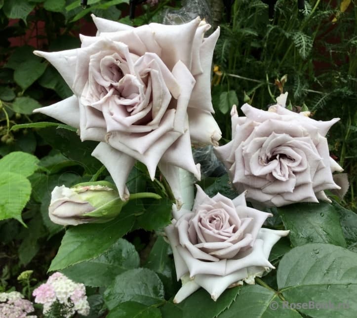Фото 2