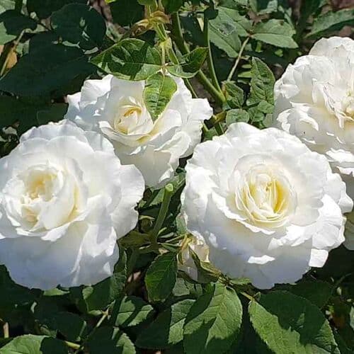 Фото 2