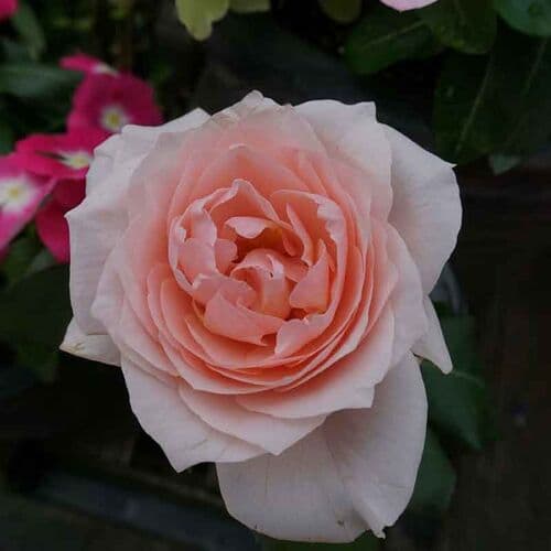 Фото 2