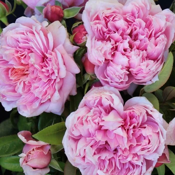 Фото 2