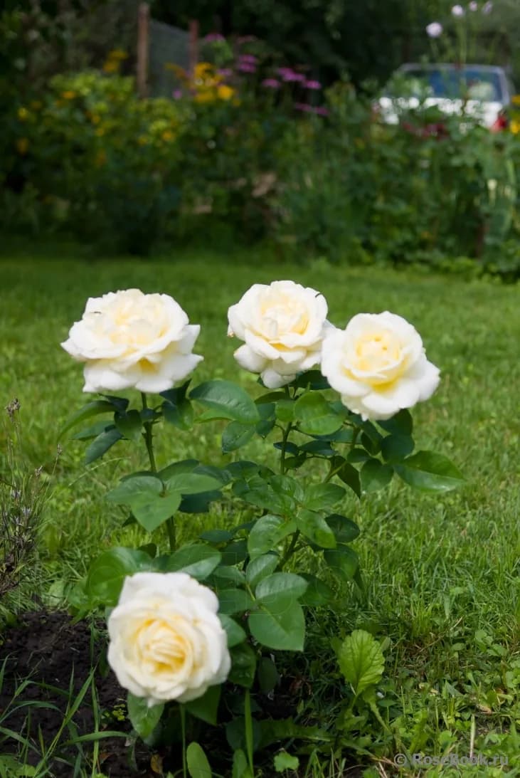 Фото 3