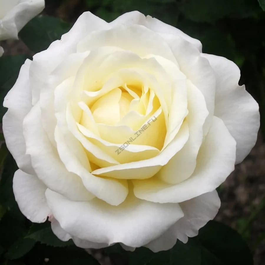 Фото 5