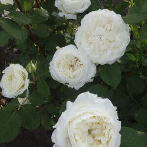 Фото 2