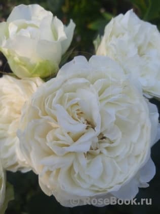Фото 3