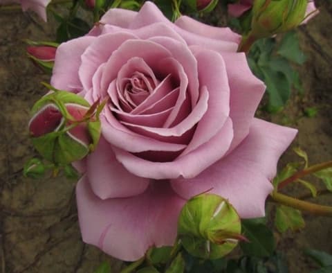 Фото 3