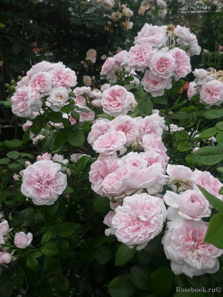 Фото 2