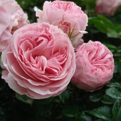 Фото 4