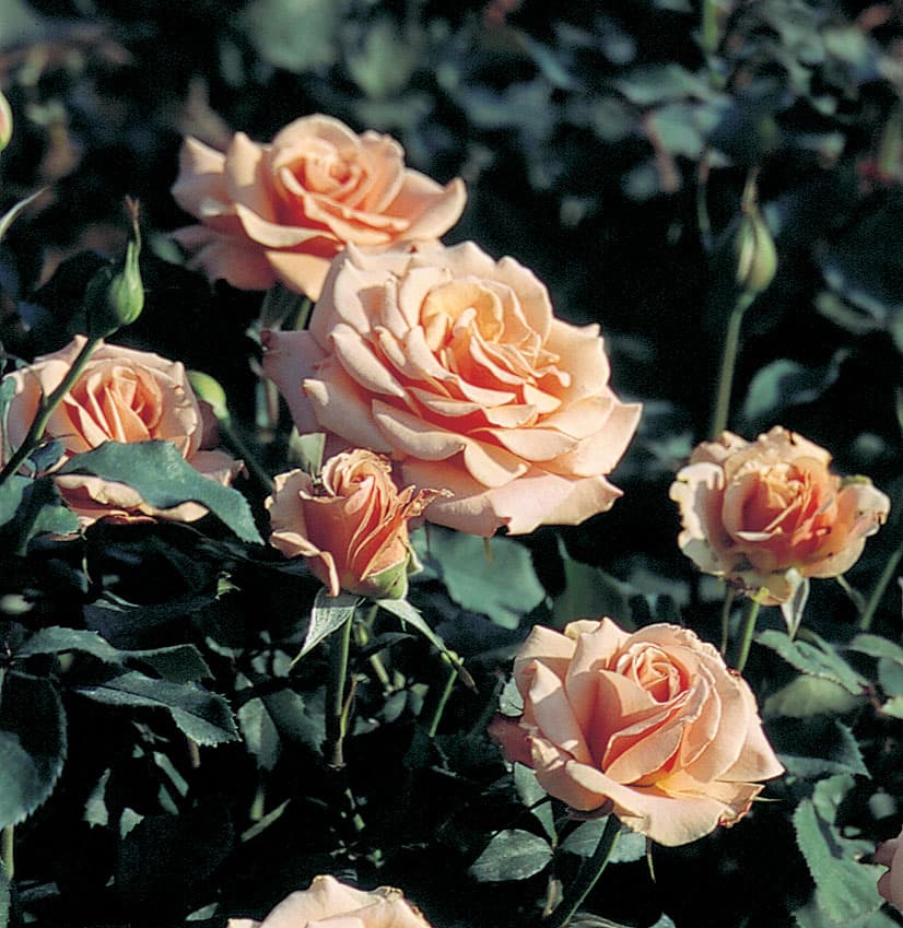 Фото 2