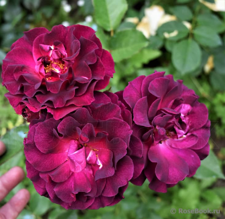 Фото 3