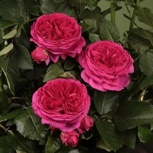 Фото 3
