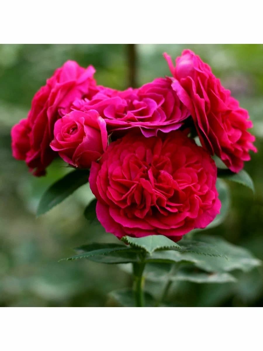 Фото 4