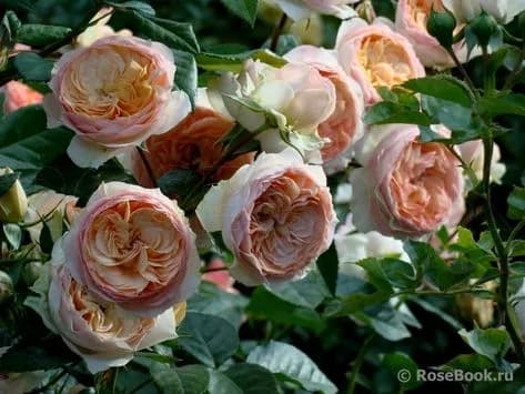 Фото 2