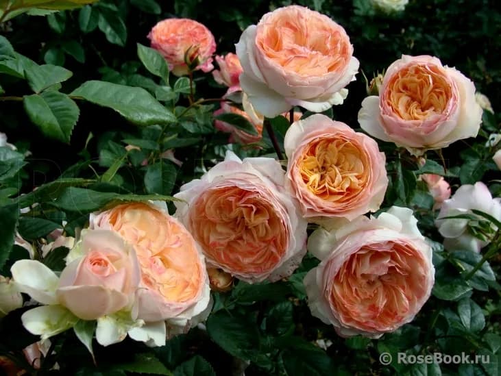 Фото 4