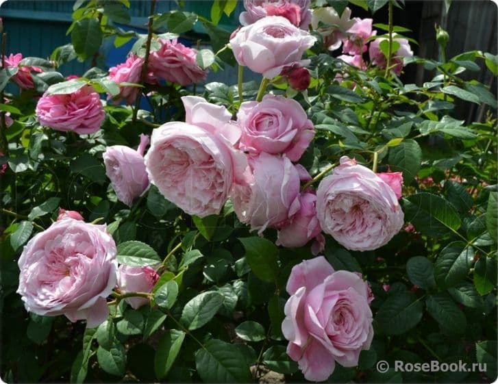 Фото 2