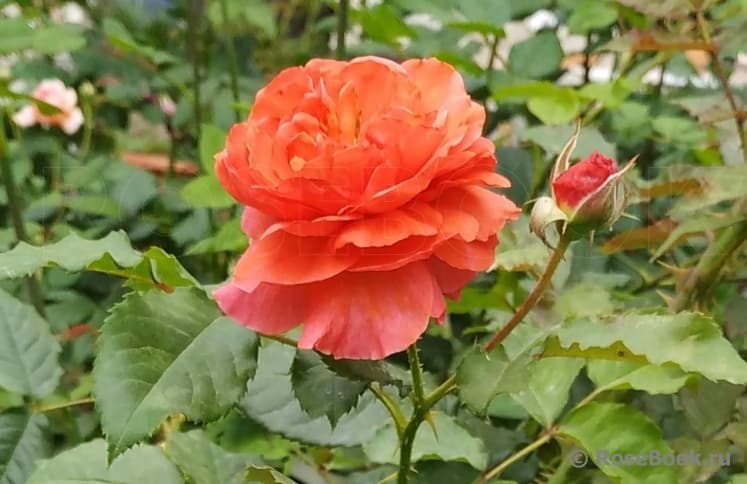 Фото 2