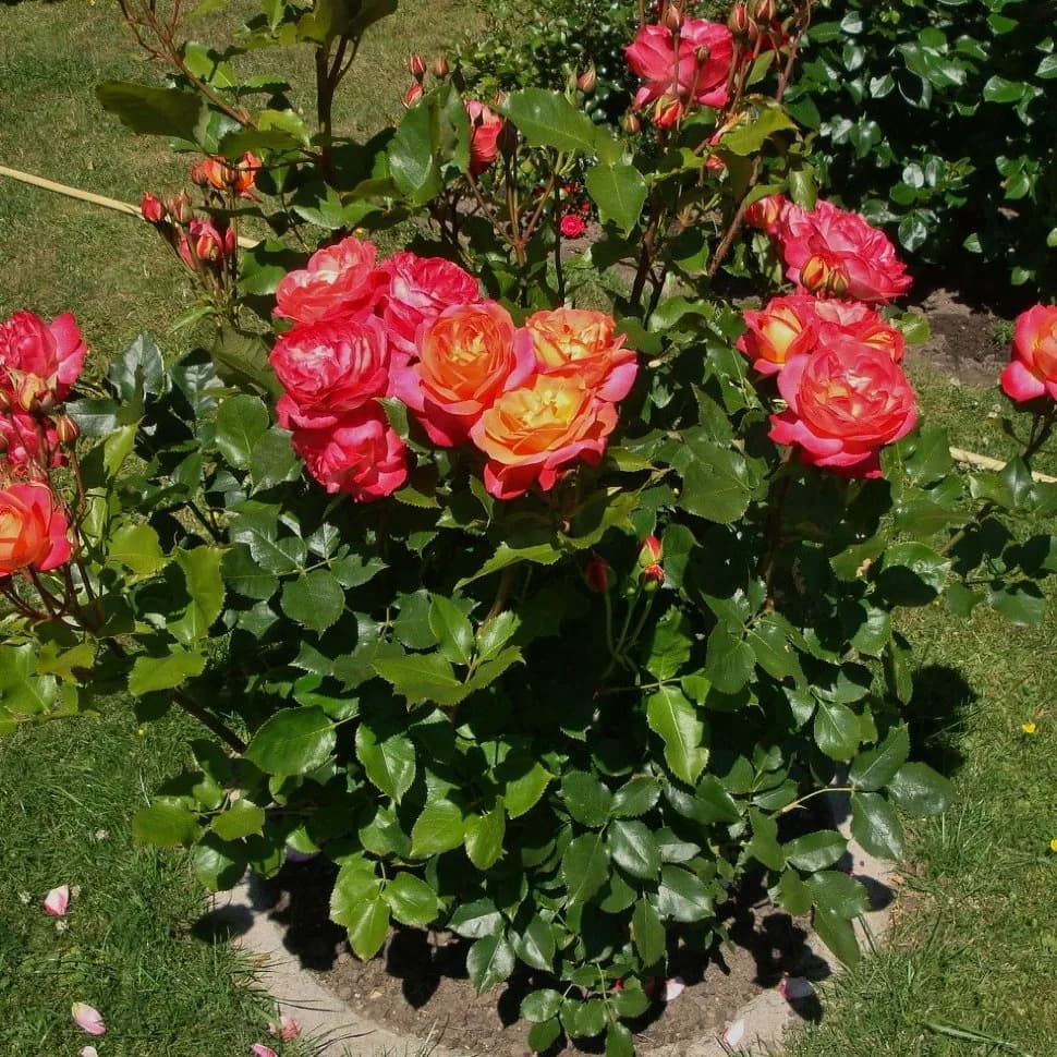 Фото 3