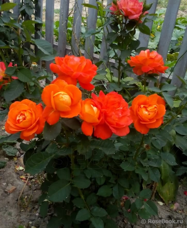 Фото 2