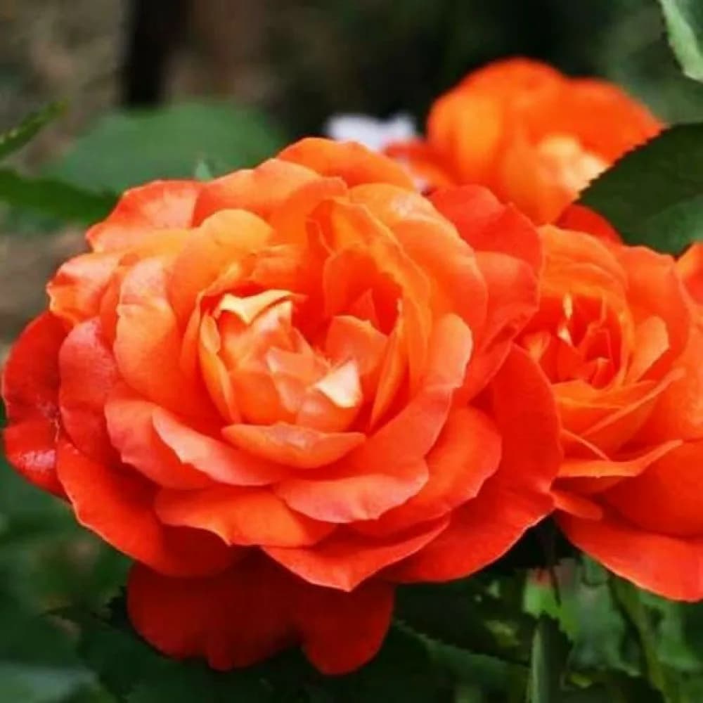 Фото 3